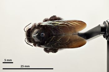 Media type: image;   Entomology 810609 Aspect: habitus dorsal view